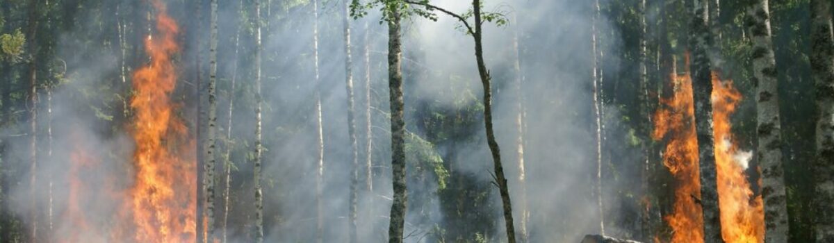 Medidas para la prevención de incendios forestales en Argentina