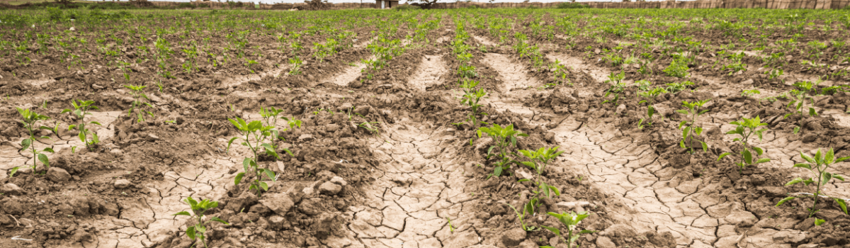 ¿Cómo guardar agua en temporada de sequía?