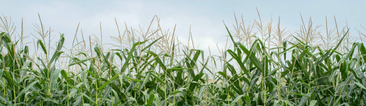 ¿Qué son los cultivos industriales?