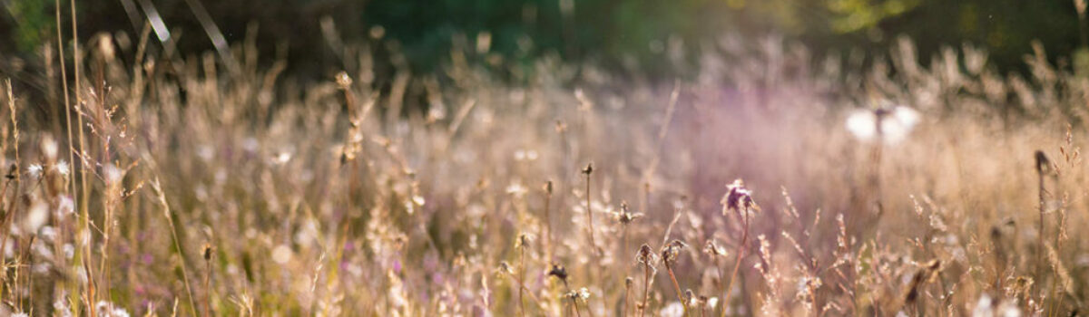 Control de malezas: ¿Cómo hacerla?