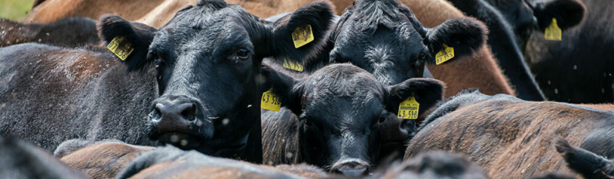 Las industrias alimenticias de las regiones argentinas