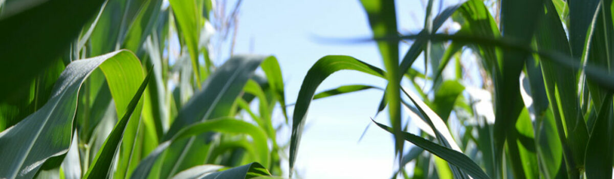 ¿Qué es el glifosato y cómo es su uso en los cultivos?