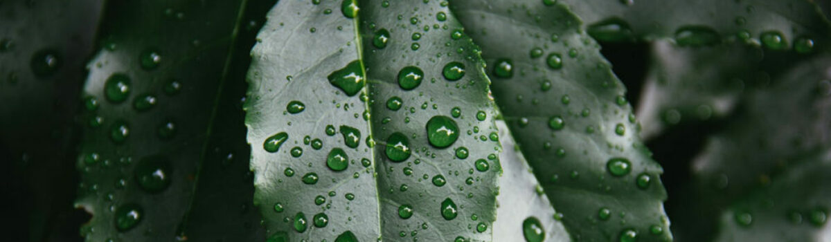 Qué es el DPV o Déficit de Presión de Vapor