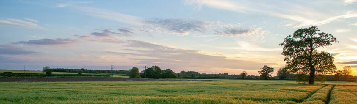 La importancia del sorgo en el agro argentino