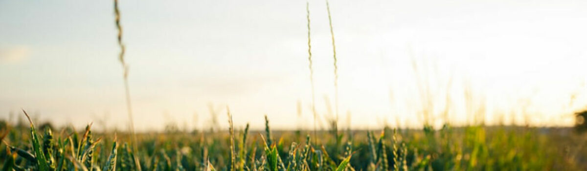 Abono verde: consejos sobre cómo y cuándo hacerlo