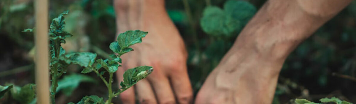 Guía Para El Cultivo De Plantas Por Acodo Rotoplas Agroindustria