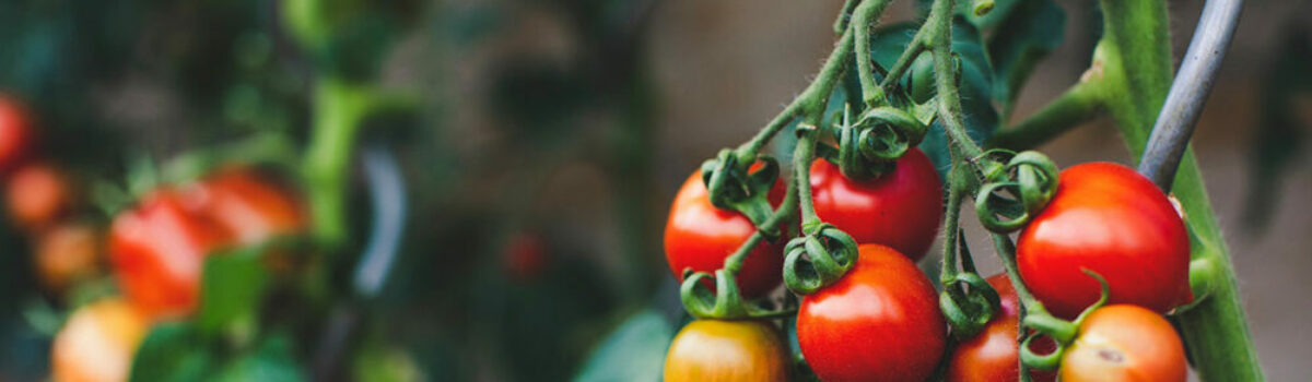 ¿Qué son los cultivos transgénicos?