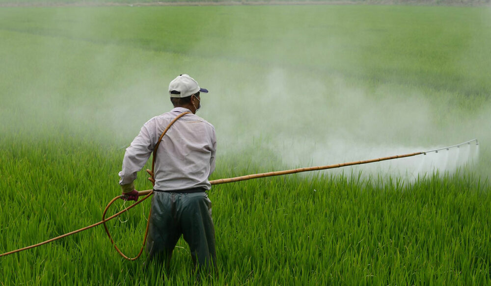 Mejor Herbicida Selectivo Para Pasto Y Para Uso Agrícola