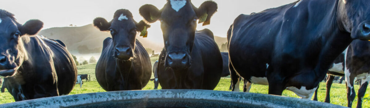 Usos del agua de lluvia en el campo