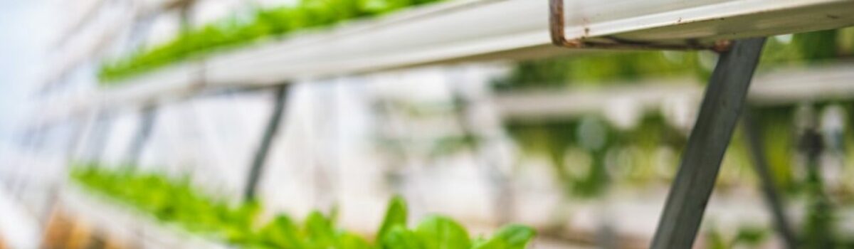 ¿Qué son los cultivos hidropónicos?