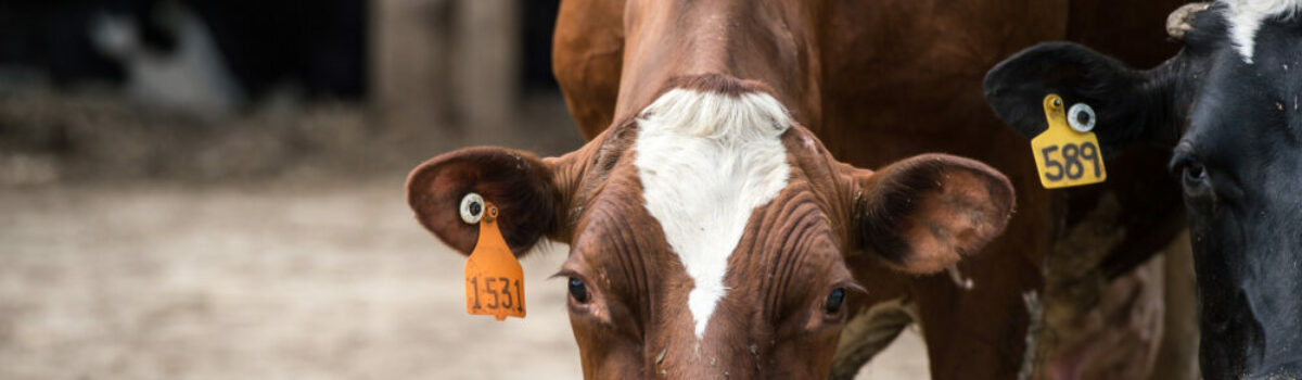 El mejor tanque para almacenamiento para animales
