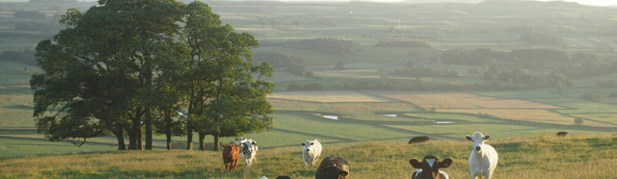 Consejos para armar bebederos para vacas