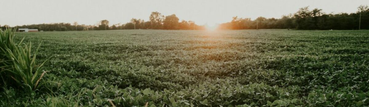 ¿Qué son las plantaciones de soja?