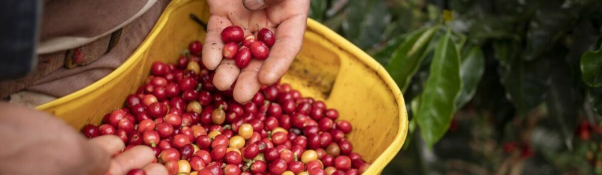 Todo lo que tenés que saber sobre la producción de Café en Argentina