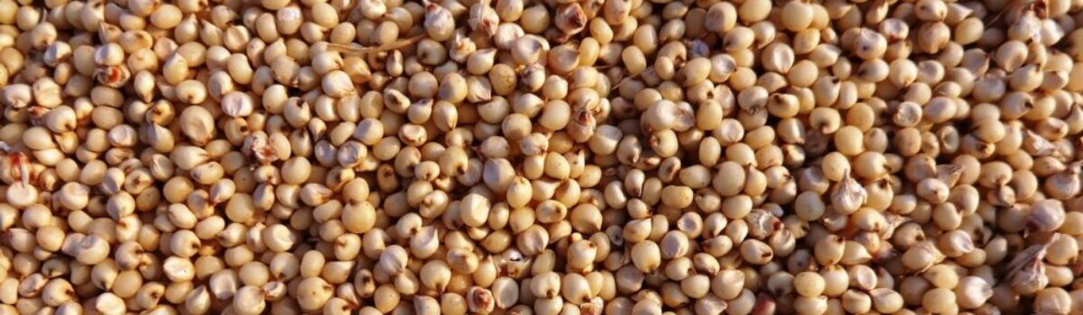 ¿Cómo es el cultivo del sorgo en Argentina?