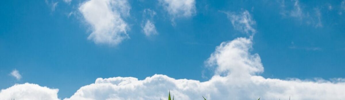 ¿Cuál es la función de un coadyuvante en el agro?