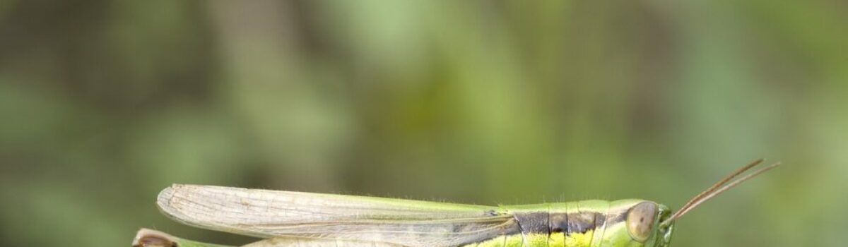 Plagas de cultivos agrícolas. ¿Qué son y cómo evitarlas?