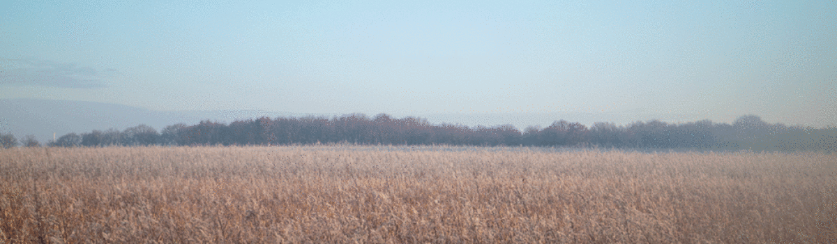 Cultivos de invierno