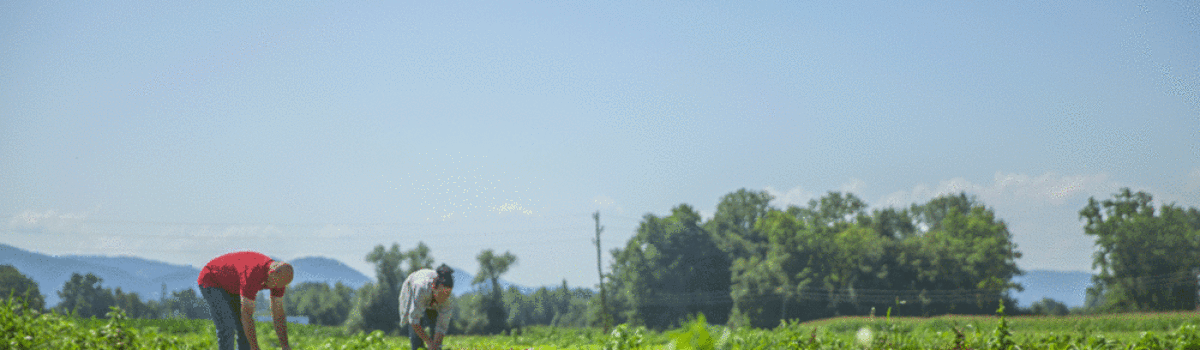 ¿Qué tener en cuenta a la hora de cultivar en el verano?