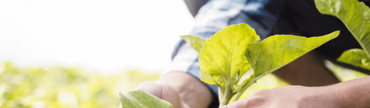 ¿Cuáles son las ventajas de cultivar en el verano?