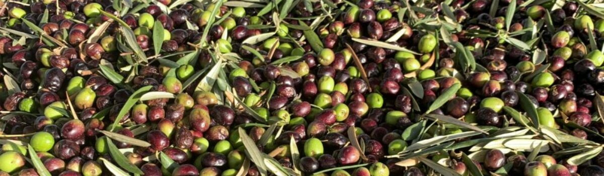 ¿Qué debemos tener en cuenta para una plantación de olivos?