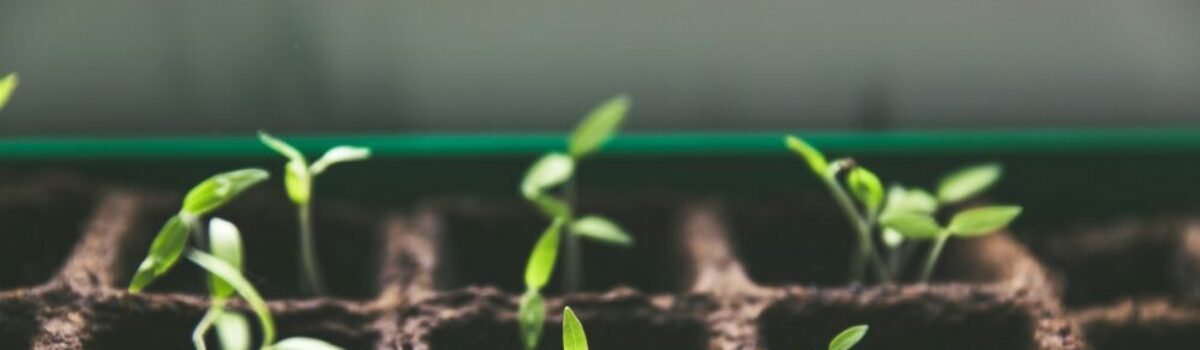 ¿Qué tipos de semillas existen?