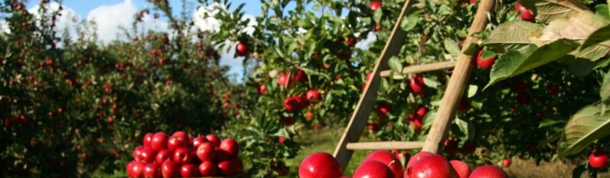 Todo sobre la agricultura de subsistencia