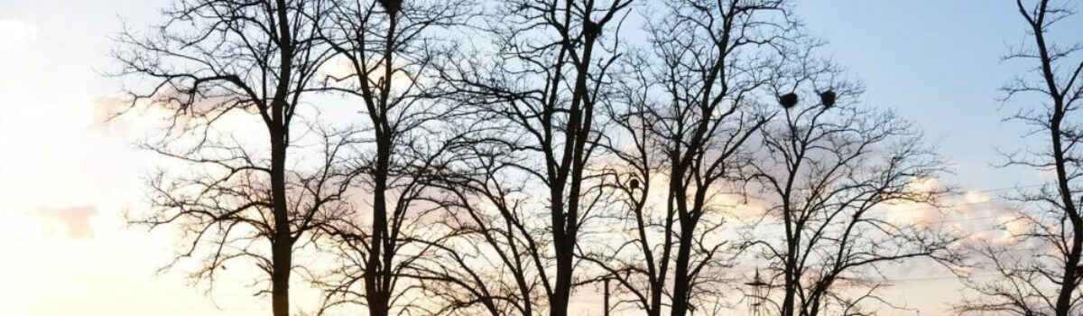 Gomosis en árboles: causas, síntomas y tratamiento efectivo. Aprendé a combatirla en frutales y evitar pérdidas.