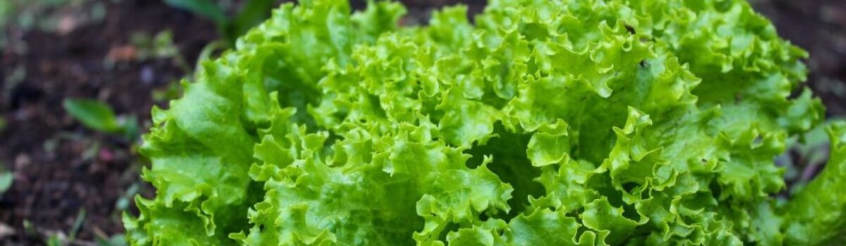 Cultivo de lechuga: ¿cuáles son sus etapas fenológicas?