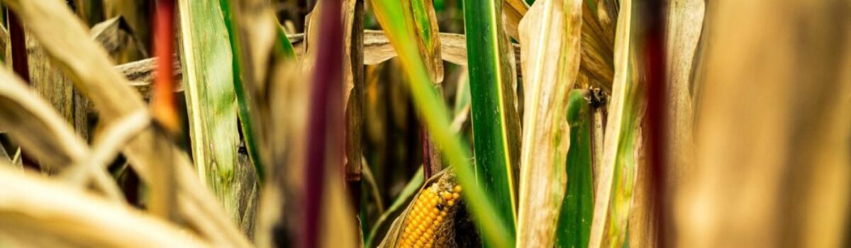 La chicharrita, el desafío que enfrenta el maíz