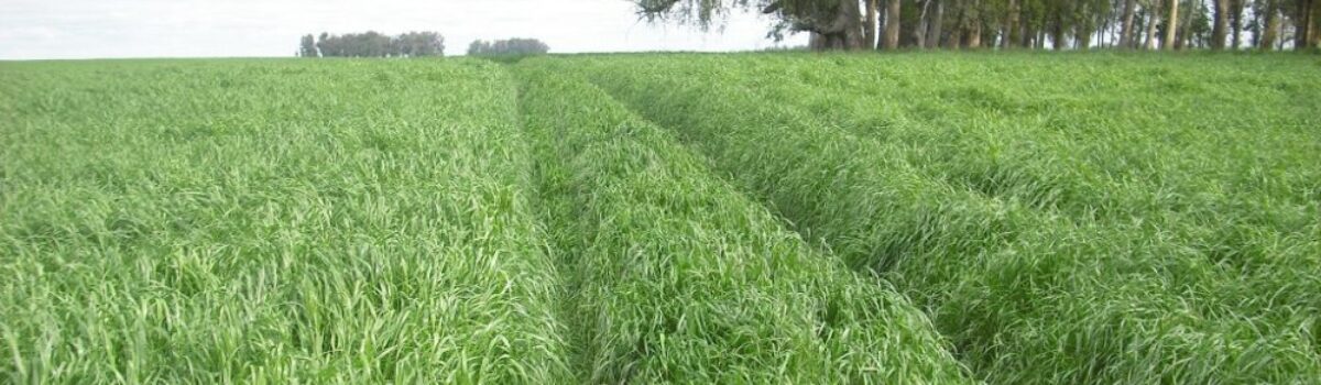 El raigrás, una amenaza cada vez más grande