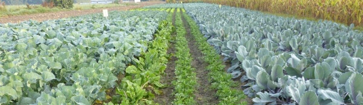 ¿Qué es la agricultura de regadío?