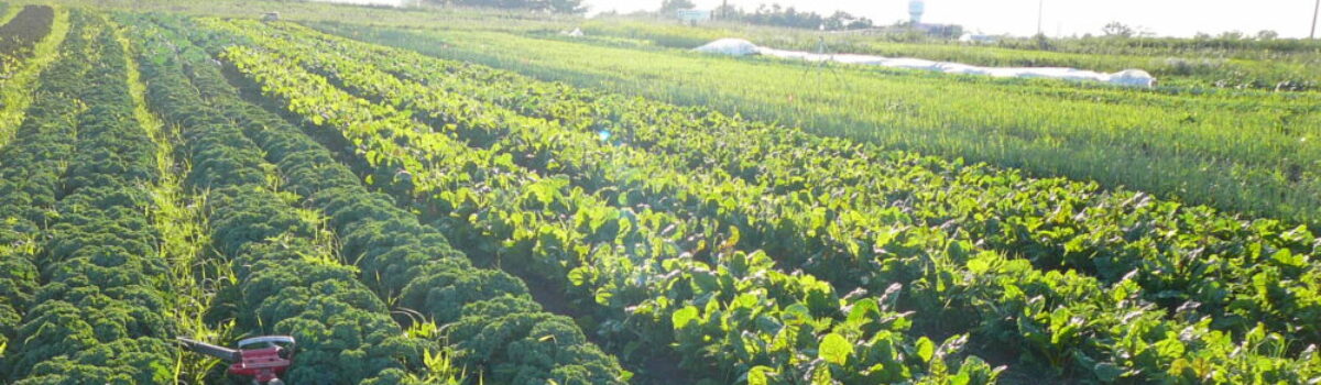 ¿Qué es el policultivo?