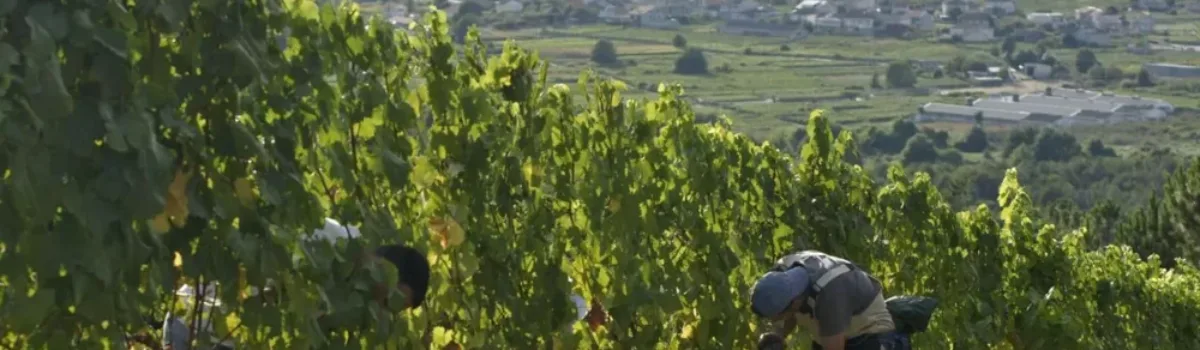 ¿Cuáles son los tres métodos de cosecha más comunes?