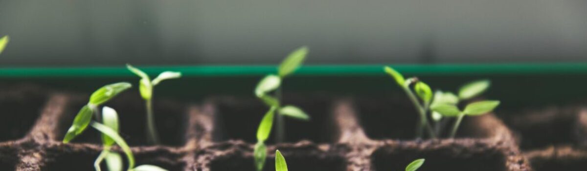 ¿Qué se entiende por siembra indirecta?