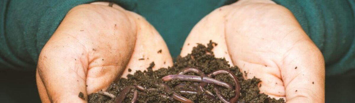 El impacto de los Bioinsumos en la agricultura