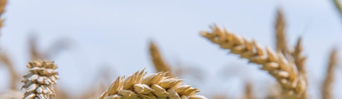 Cómo programar la fertilización oportuna en trigo
