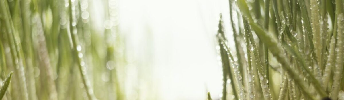 Innovación en Nutrición: Fertilizantes de Liberación Lenta