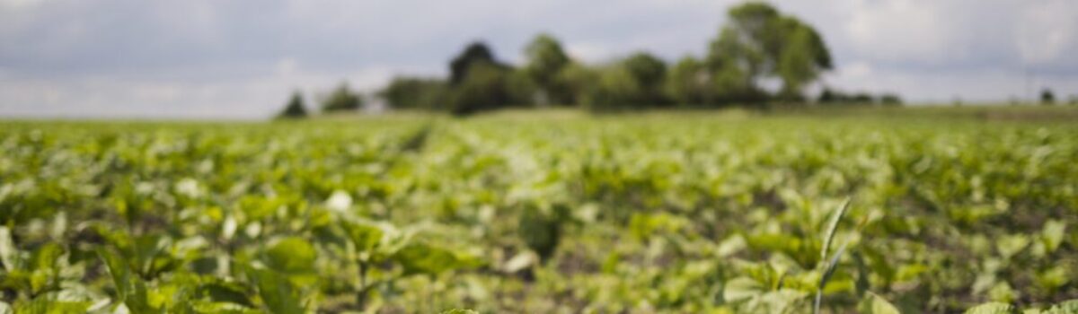 Cultivos de Verano: Estrategias de Gestión del Agua