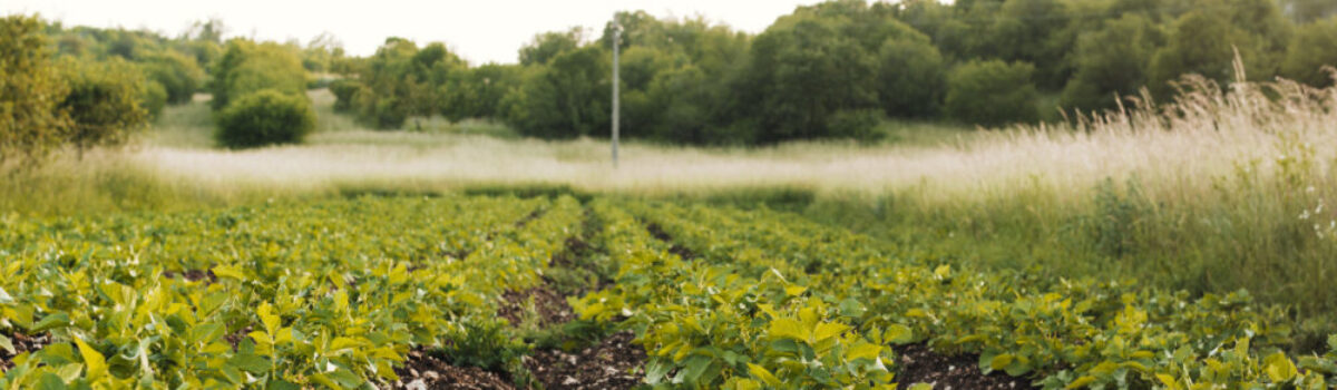 Sensores y datos: la evolución de la agricultura de precisión