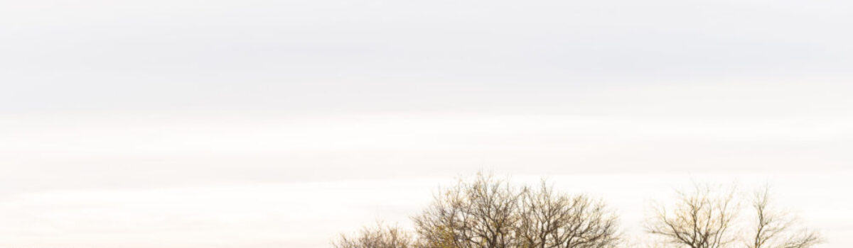 Logística granaria: desafíos y cambios que vienen