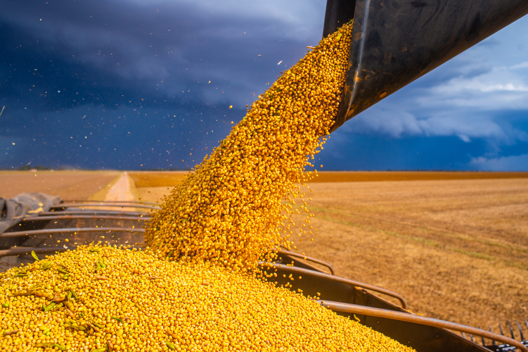 Temporada de cultivos de verano: girasol, maíz, soja. ¿Cómo almacenarlos?￼  - Rotoplas Argentina