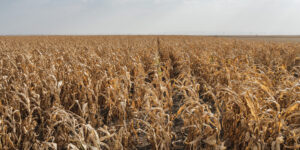 Soluciones de almacenamiento de agua para épocas de sequía en la agroindustria